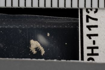 Media type: image;   Invertebrate Zoology OPH-1173 Description: Top down view of single ophiuroid specimen with a scale bar.;  Aspect: dorsal